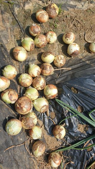 이경옥님의 감자 · 영농일지 작성글 사진