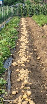 팜모닝 감자·영농일지 게시글 이미지