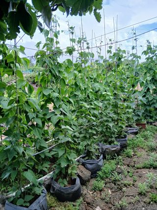 오름머리님의 기타작물 · 영농일지 작성글 사진