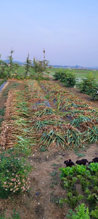 살구15128님의 마늘 · 영농일지 작성글 사진