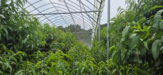 달맛햇복숭아농원님의 복숭아 · 영농일지 작성글 사진