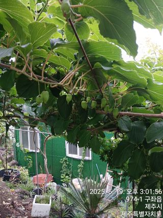 오름머리님의 기타작물 · 영농일지 작성글 사진