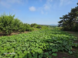 Captain김상곤님의 호박 · 영농일지 작성글 사진
