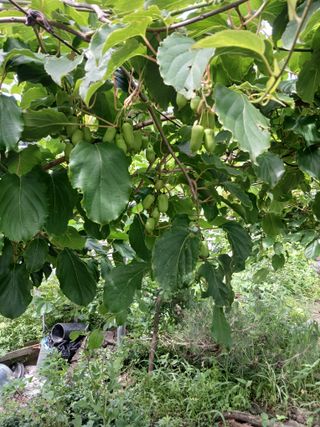 오름머리님의 기타작물 · 영농일지 작성글 사진