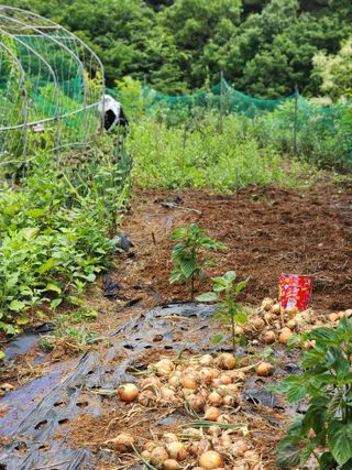 심순보님의 기타작물 · 영농일지 작성글 사진