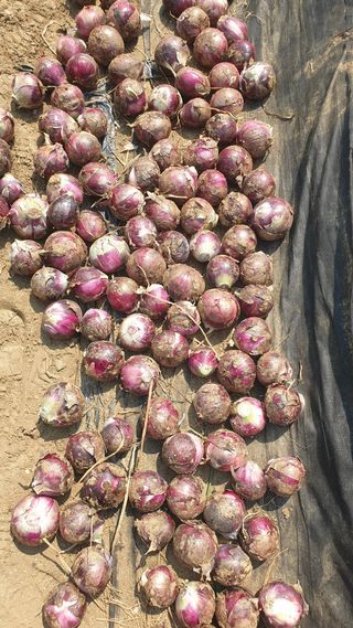 이경옥님의 감자 · 영농일지 작성글 사진