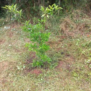 김건우님의 기타작물 · 영농일지 작성글 사진