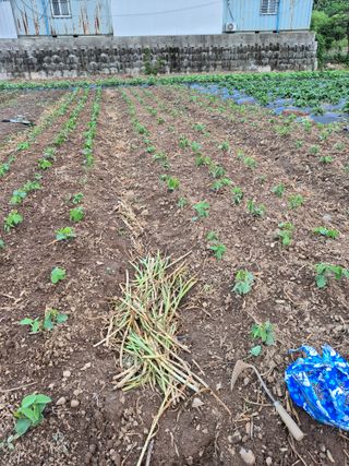 농부님.모두.모두힘님의 기타작물 · 영농일지 작성글 사진