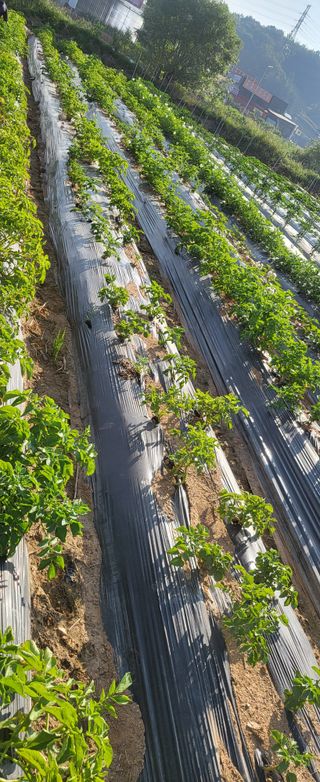 장경화님의 감자 · 영농일지 작성글 사진