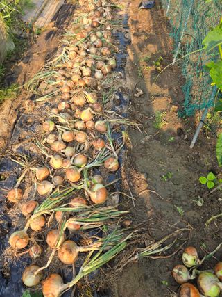 권영범님의 마늘 · 영농일지 작성글 사진