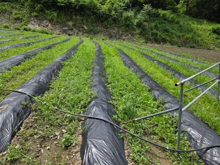 윤자용11대임후회장님의 들깨 · 영농일지 작성글 사진