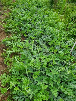 귤8640님의 기타작물 · 영농일지 작성글 사진