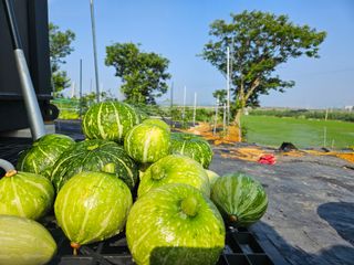보리수치유농장님의 기타작물 · 영농일지 작성글 사진