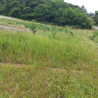 김건우님의 기타작물 · 영농일지 작성글 사진