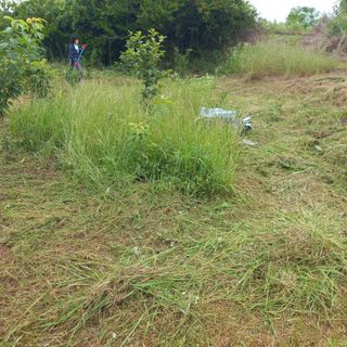 김건우님의 기타작물 · 영농일지 작성글 사진