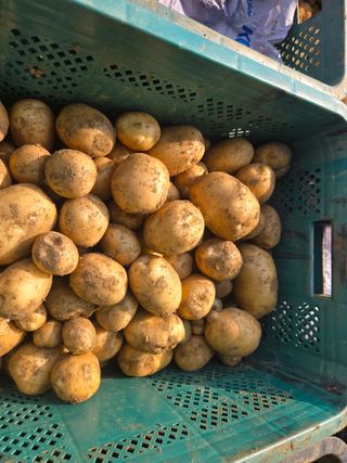 강화화도님의 기타작물 · 영농일지 작성글 사진