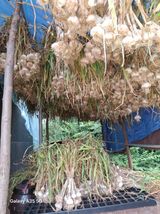 팜모닝 마늘·영농일지 게시글 이미지