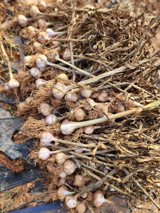 심순보님의 기타작물 · 영농일지 작성글 사진