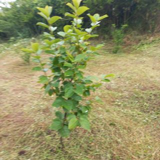 김건우님의 기타작물 · 영농일지 작성글 사진