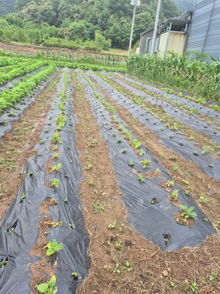 농부님.모두.모두힘님의 기타작물 · 영농일지 작성글 사진