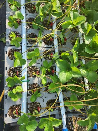 리차드권님의 딸기 · 영농일지 작성글 사진