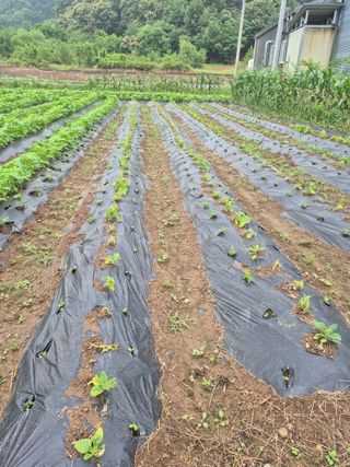 농부님.모두.모두힘님의 기타작물 · 영농일지 작성글 사진