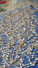 팜모닝 마늘·영농일지 게시글 이미지