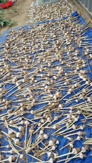 이근재님의 마늘 · 영농일지 작성글 사진