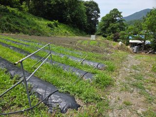 윤자용11대임후회장님의 들깨 · 영농일지 작성글 사진