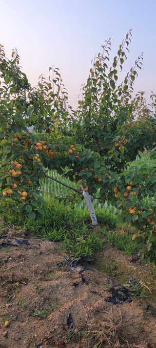 살구15128님의 마늘 · 영농일지 작성글 사진