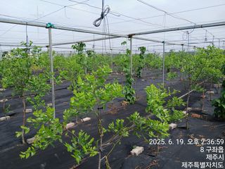오름머리님의 기타작물 · 영농일지 작성글 사진