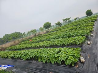 코스모스뚱님의 들깨 · 영농일지 작성글 사진