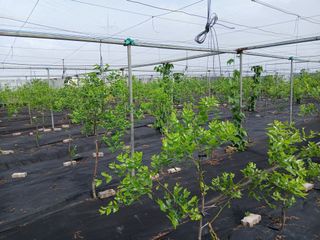 오름머리님의 기타작물 · 영농일지 작성글 사진