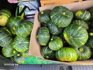 Captain김상곤님의 호박 · 영농일지 작성글 사진