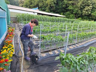경달현님의 고추 · 영농일지 작성글 사진