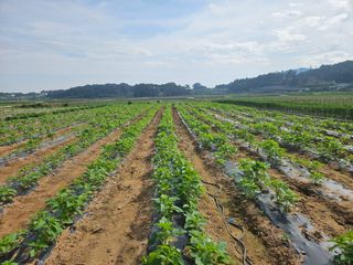 유명숙님의 참깨 · 영농일지 작성글 사진