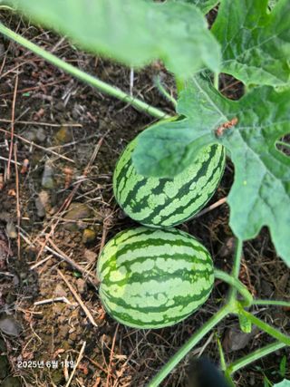 Captain김상곤님의 호박 · 영농일지 작성글 사진