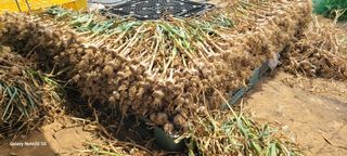 목대균님의 감자 · 영농일지 작성글 사진