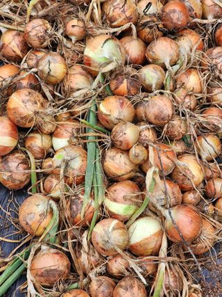 심순보님의 기타작물 · 영농일지 작성글 사진