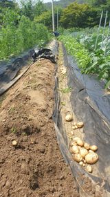 팜모닝 감자·영농일지 게시글 이미지