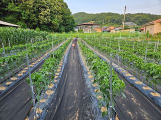 경달현님의 고추 · 영농일지 작성글 사진