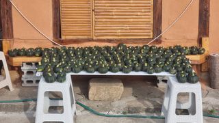 촌사리님의 호박 · 영농일지 작성글 사진