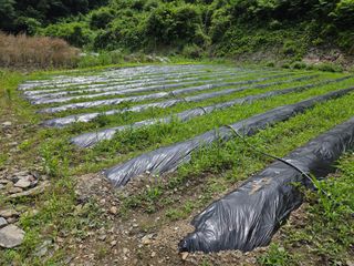 윤자용11대임후회장님의 들깨 · 영농일지 작성글 사진