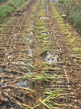 팜모닝 마늘·영농일지 게시글 이미지