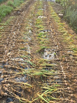 권영범님의 마늘 · 영농일지 작성글 사진