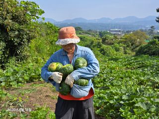 Captain김상곤님의 호박 · 영농일지 작성글 사진