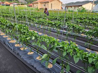 경달현님의 고추 · 영농일지 작성글 사진