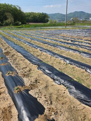 귤17899님의 옥수수 · 영농일지 작성글 사진