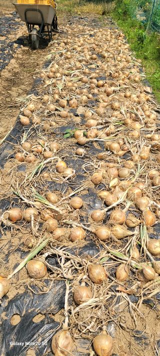 목대균님의 감자 · 영농일지 작성글 사진