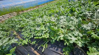 김주희님의 기타작물 · 영농일지 작성글 사진